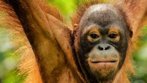 I meccanismi della natura