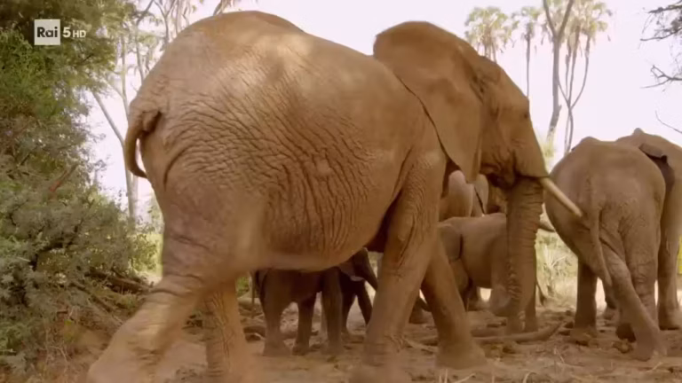 Evolution - Il viaggio di Darwin