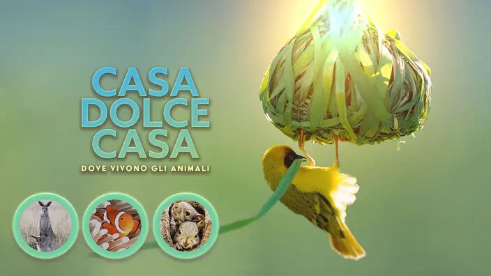 Casa dolce casa – Dove vivono gli animali