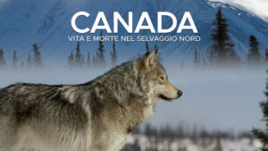 Canada: Surviving the wild north