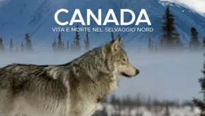 Canada: Surviving the wild north