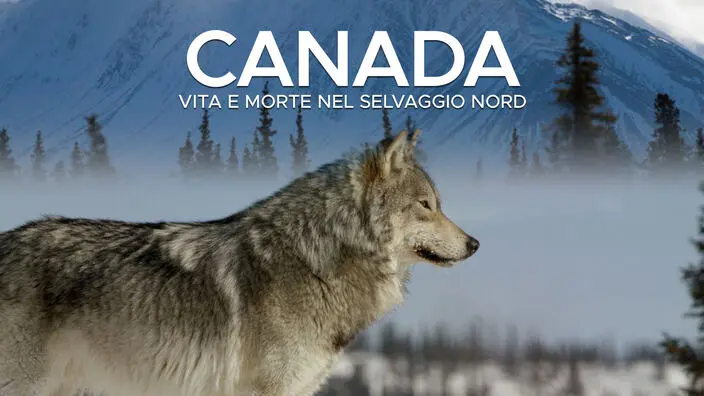 Canada: Surviving the wild north
