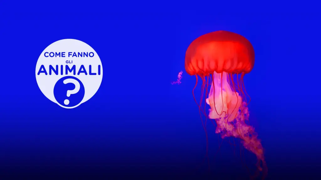 Come fanno gli animali