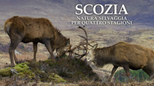 Scozia: Natura selvaggia per quattro stagioni