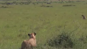 La nostra Africa: Professionisti della..