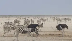 Namibia: la perla d’africa