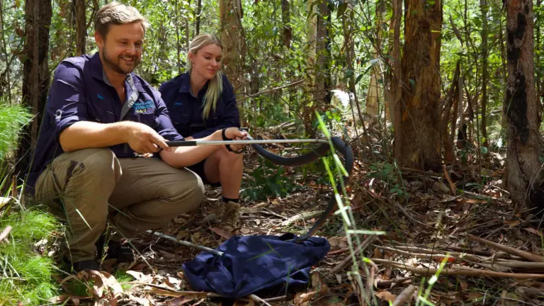 Australia: A caccia di serpenti