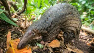 Borneo da salvare