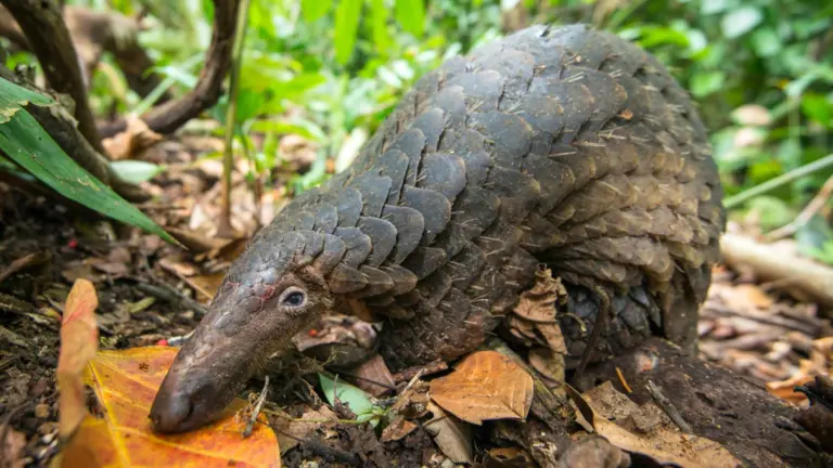 Borneo da salvare