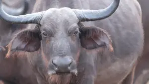 Cacciatori africani