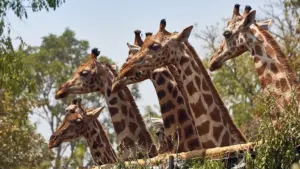 Natural world: Giraffa, il gigante gentile