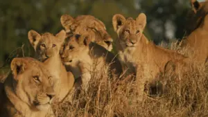 Predators