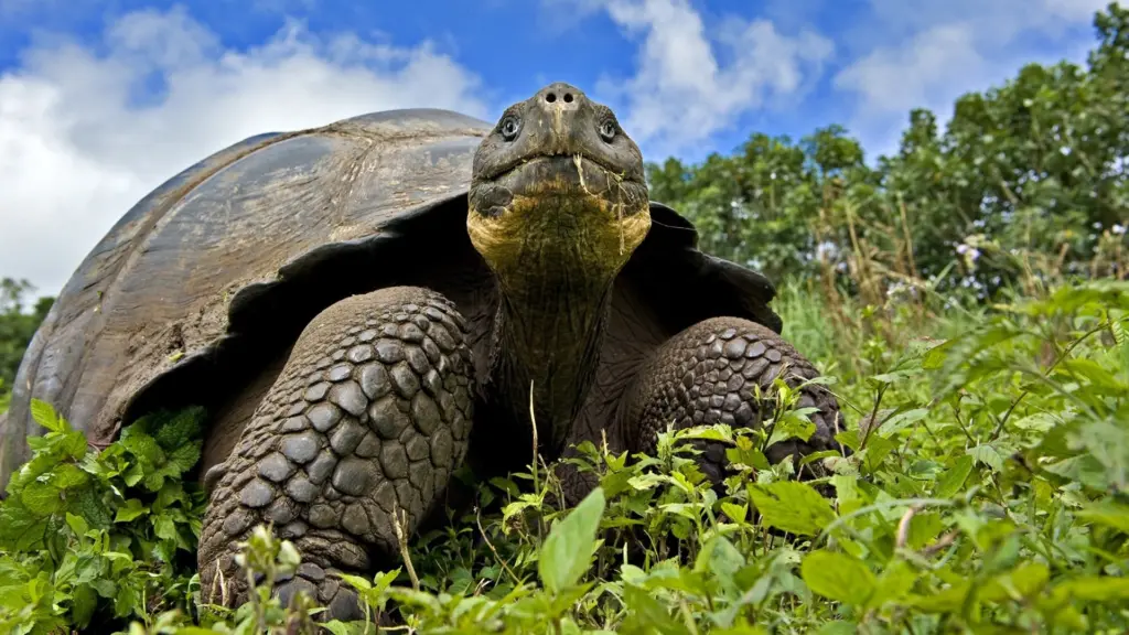 Galapagos Selvagge