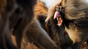 La battaglia dei predatori