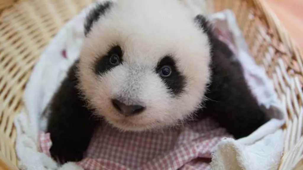 Baby panda