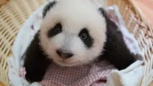 Baby panda