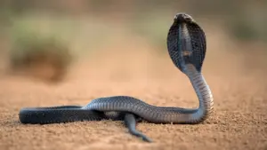 I serpenti letali dell’India