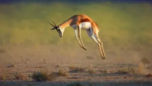 I grandi ballerini della natura