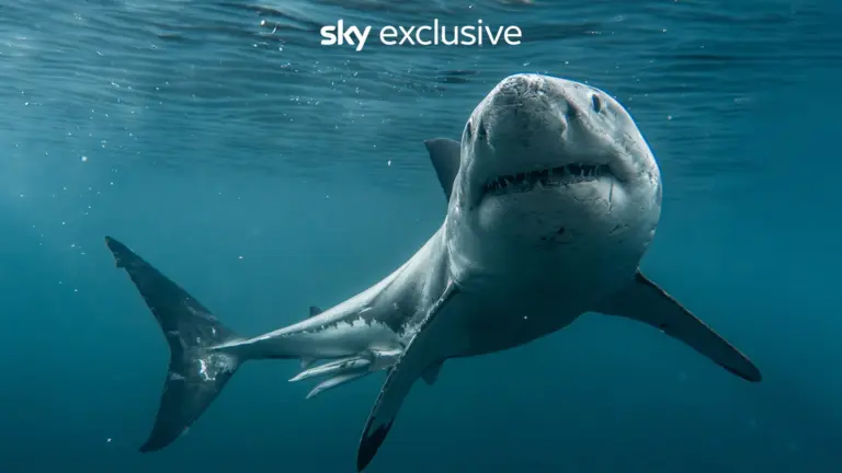 Boss Shark – Il capo degli squali
