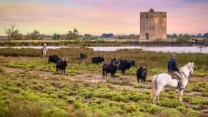 Camargue