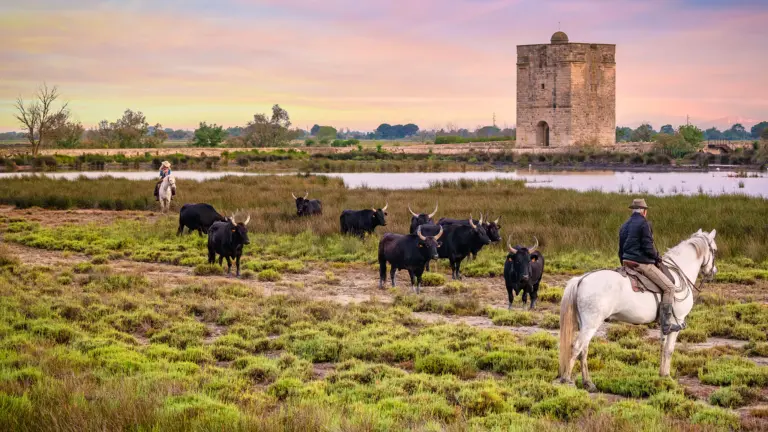 Camargue