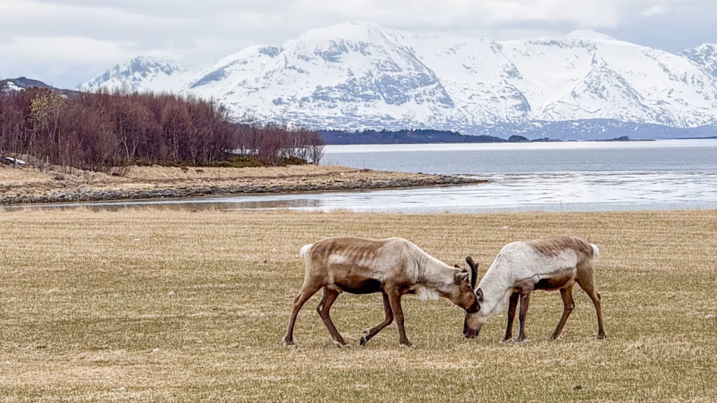 Tundra