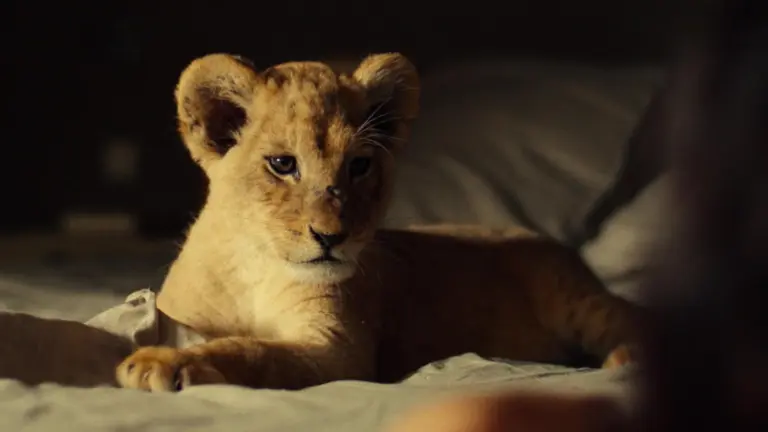 King - Un cucciolo da salvare
