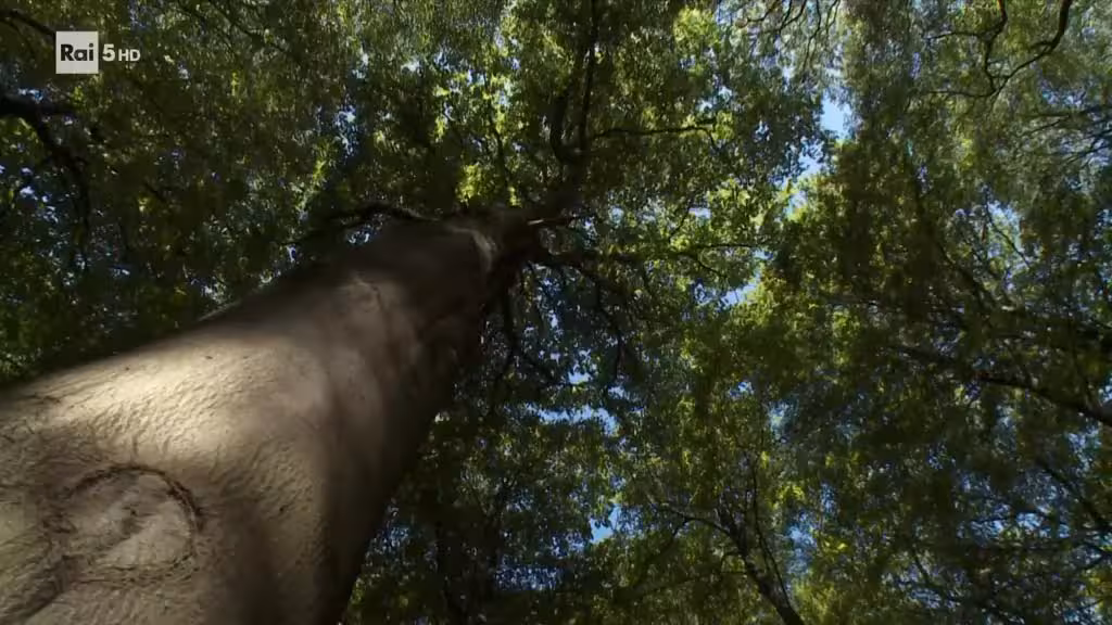 La vita sulla cima degli alberi