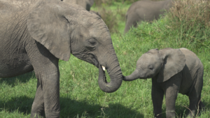 Gli animali della savana – Gli animali della savana – Vivere con amore