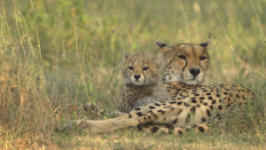 Gli animali della savana – Gli animali della savana – Vivere con passione