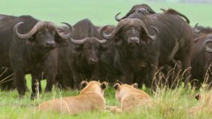 Gli animali della savana – Gli animali della savana – Vivere senza paura