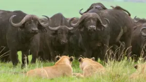 Gli animali della savana – Gli animali della savana – Vivere senza paura
