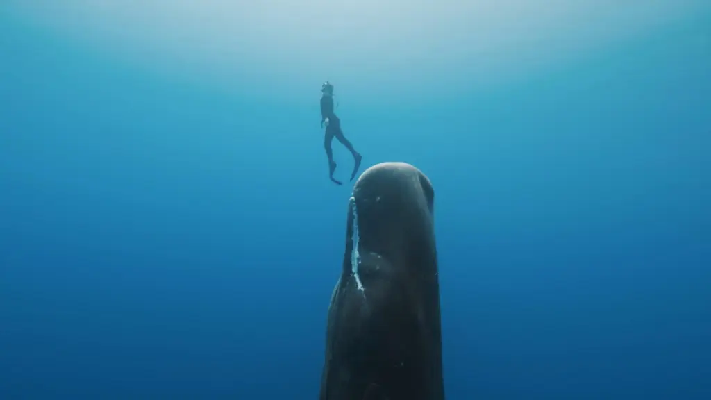 Thalassa – Avventure estreme – Il mondo segreto dei capodogli
