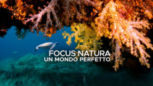 Focus Natura – Un mondo perfetto