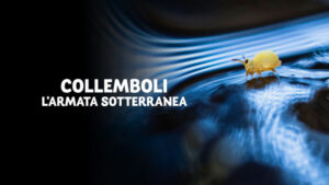 Collemboli – L’armata sotterranea