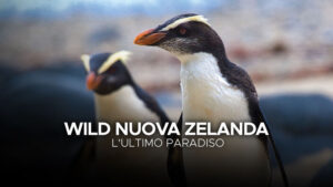 Wild Nuova Zelanda: L’ultimo paradiso