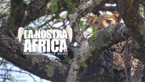 La nostra Africa: Professionisti della natura – PrimaTv