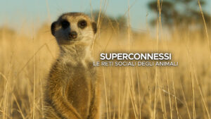Superconnessi – le reti sociali degli animali