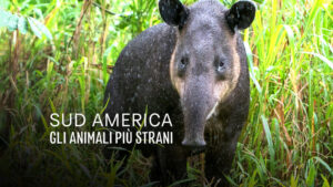 Sud America – Gli animali piu’ strani