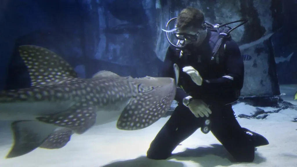 Shark with Steve Backshall