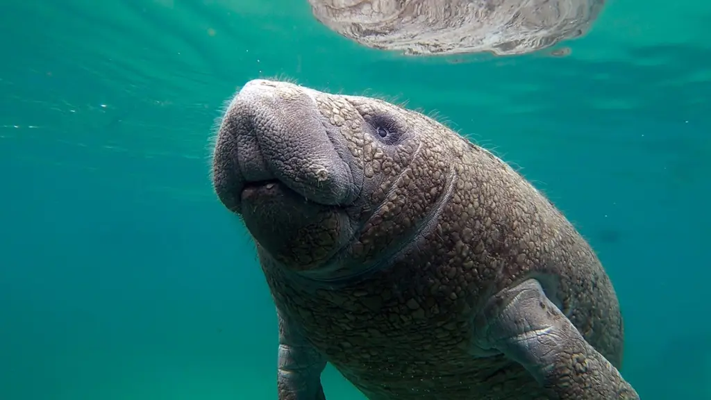 Le stagioni selvagge d’America