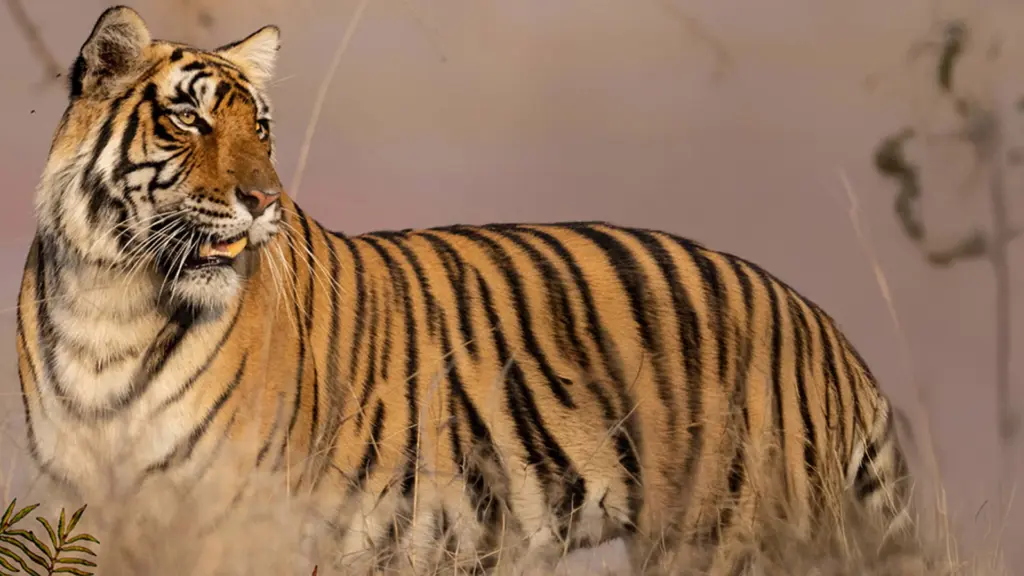 Le tigri selvagge dell’India