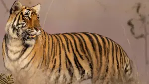 Le tigri selvagge dell’India