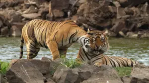 Into the wild: india