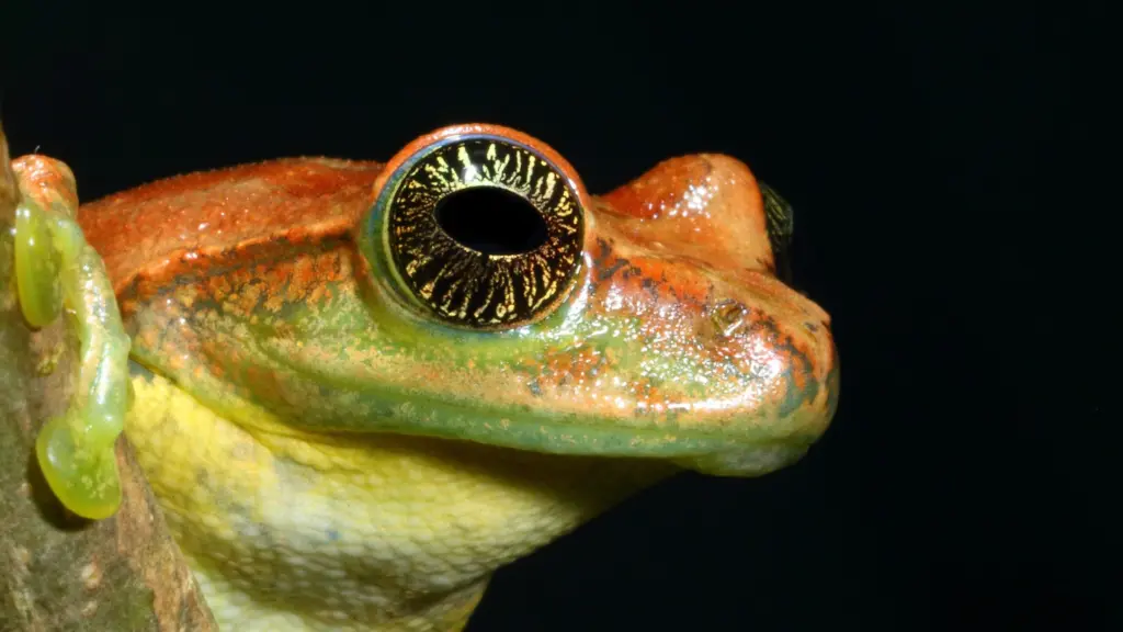 La vita segreta delle rane