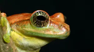 La vita segreta delle rane