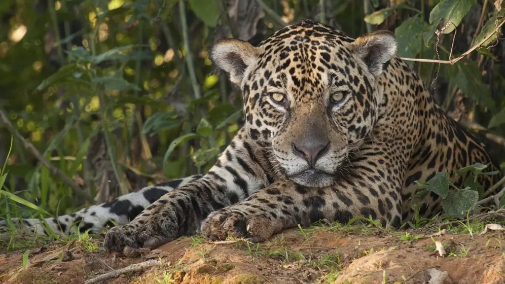 Natural World: Giaguari, vita da predatori