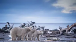 Wild Alaska