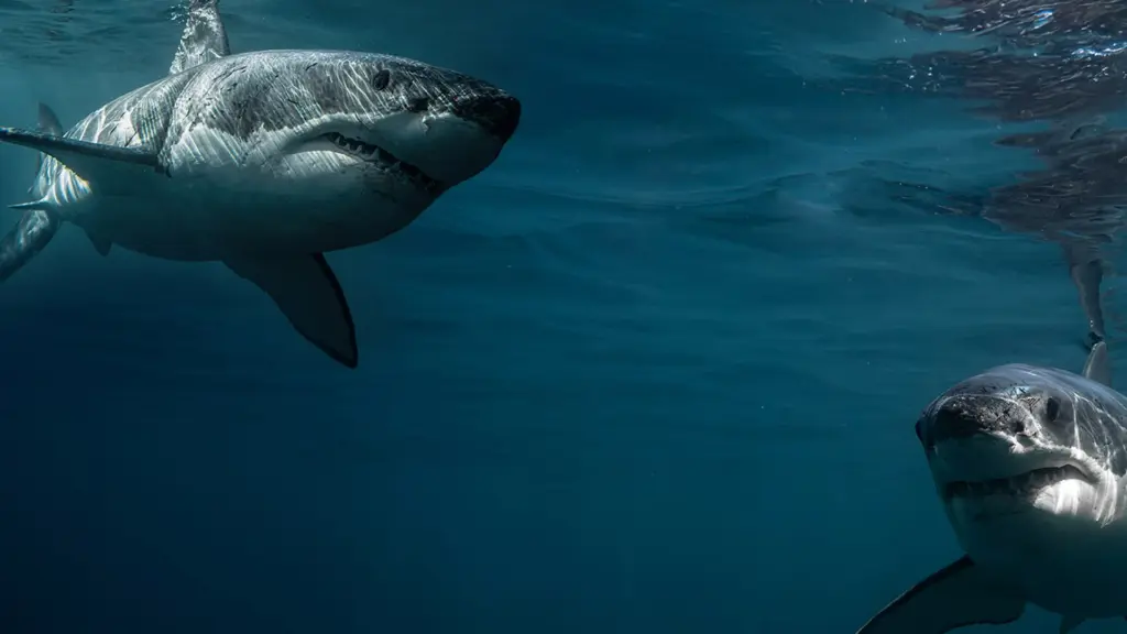 Boss Shark – La battaglia dei sessi