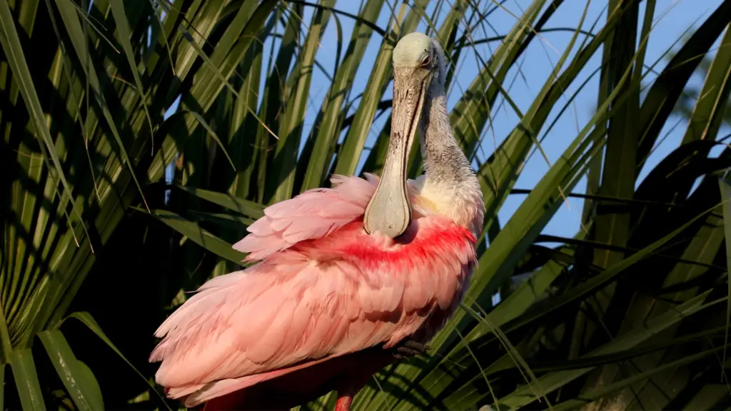 Florida – Lo Stato Del Sole